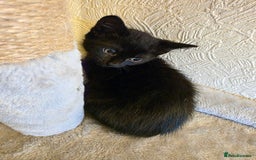 Domestic Shorthair cats for sale: 6 kittens ready for sale, 2 months old - Image 18