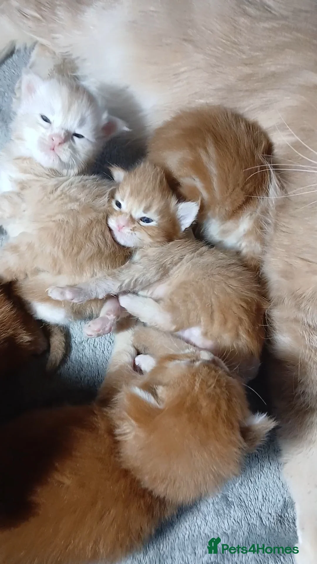 Maine Coon cats for sale: Sweet and Beautiful Pure Breed Maine Coon Kittens - Advert 18