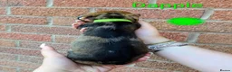 Dachshund dogs for sale: Miniature wire dachshund puppies - Advert 7