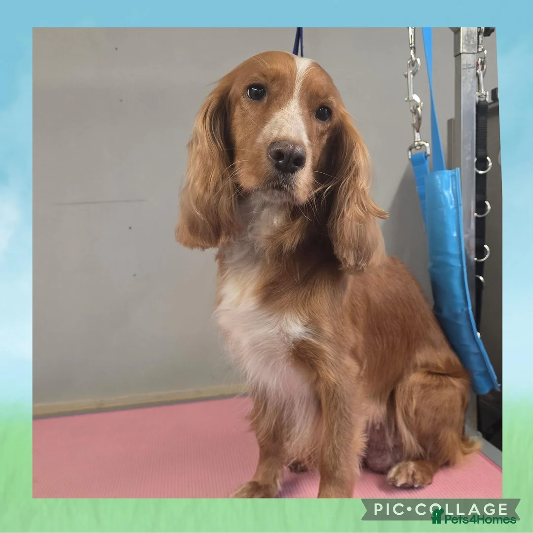 Cocker Spaniel dogs for sale: Working Cocker Spaniel Puppies, Black and Tan, Red - Advert 1
