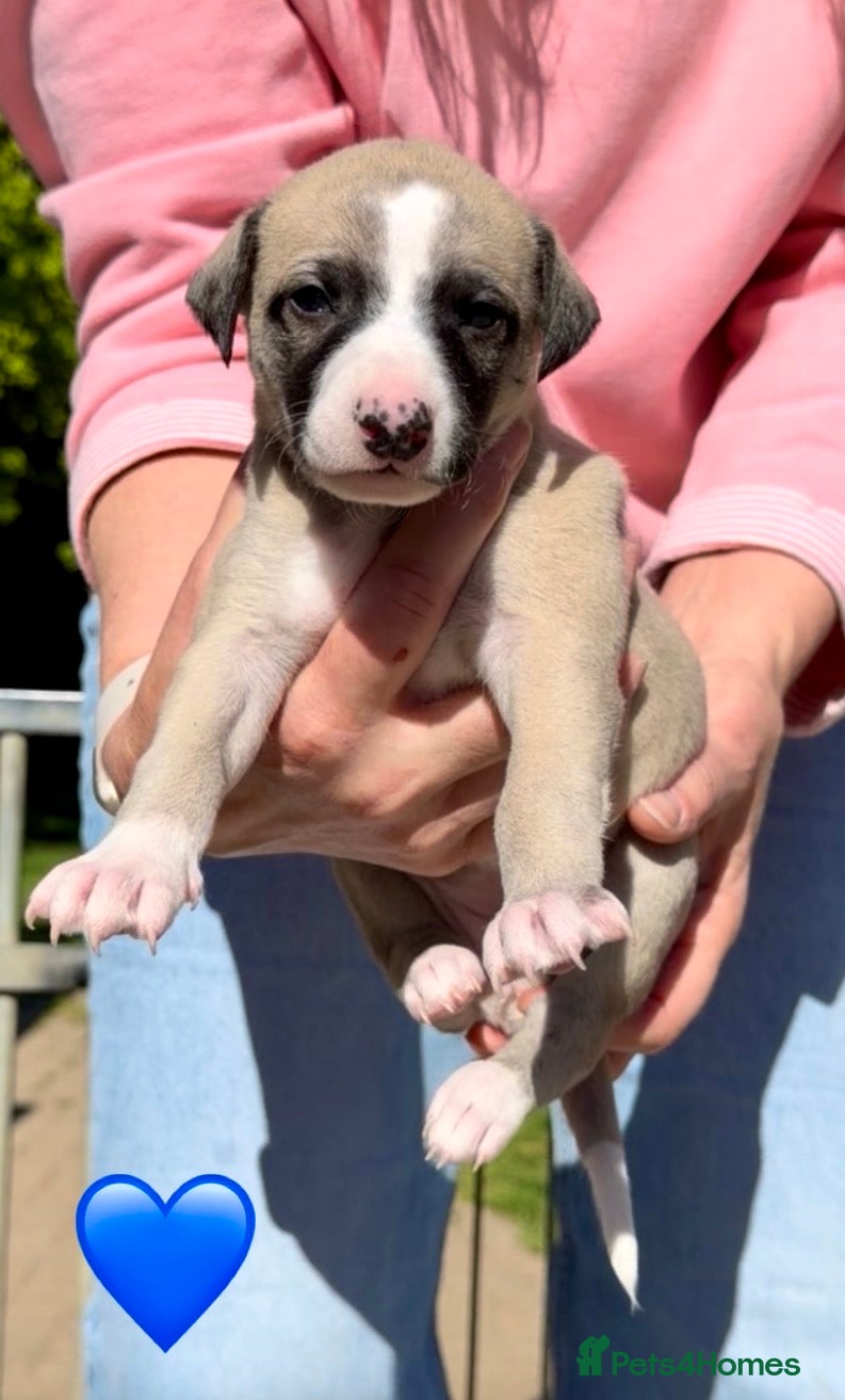 Whippet dogs Exceptional KC Whippet puppies - Advert 18