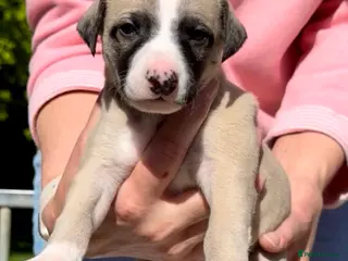 Whippet dogs Exceptional KC Whippet puppies - Advert 18