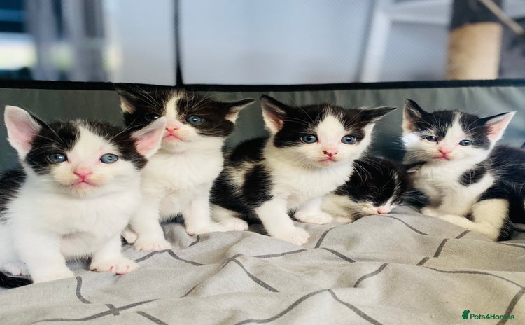 Domestic Shorthair cats - Advert 2