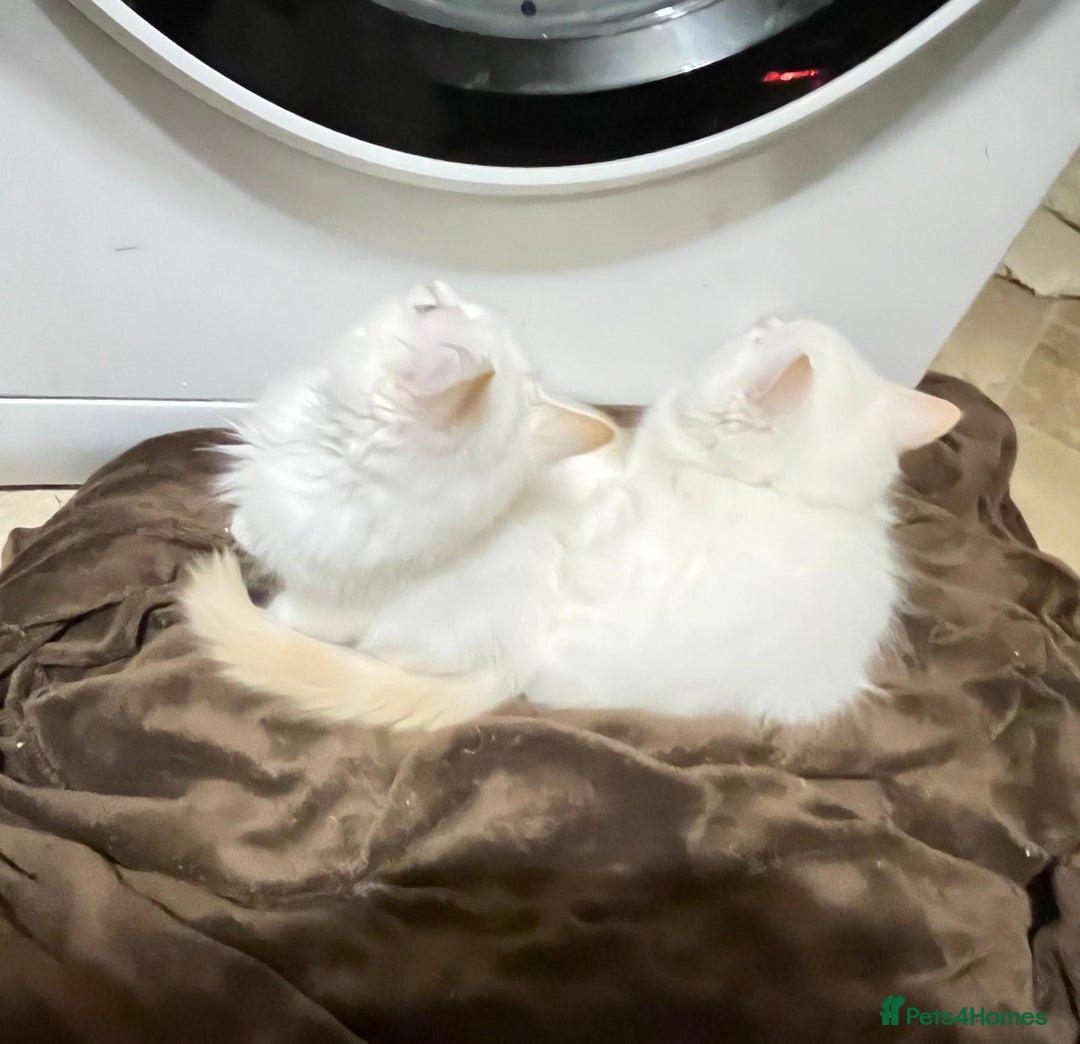 Ragdoll cats for sale: 4 Ragdoll Kittens - Advert 13