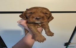 Cocker Spaniel dogs for sale: 🩷🐶 Beautiful Cocker Spaniel Puppies 🐶 🩷 - Image 7