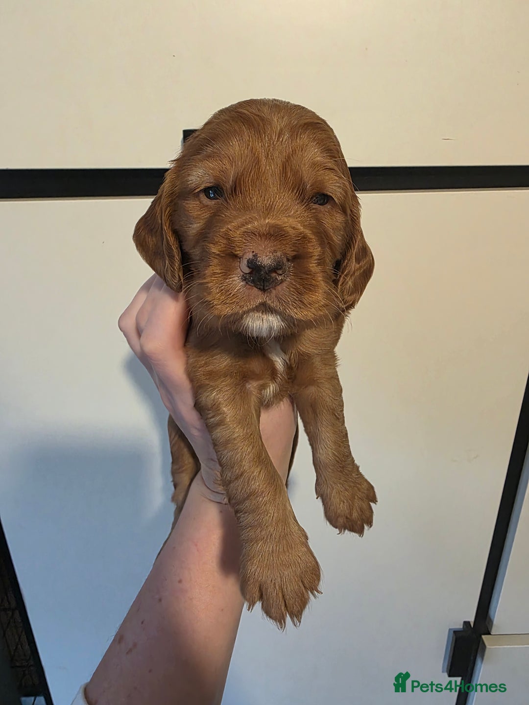Cocker Spaniel dogs for sale: 🩷🐶 Beautiful Cocker Spaniel Puppies 🐶 🩷 - Image 7