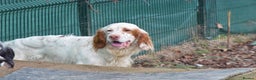 English Setter dogs for adoption: Aramis - Advert 2