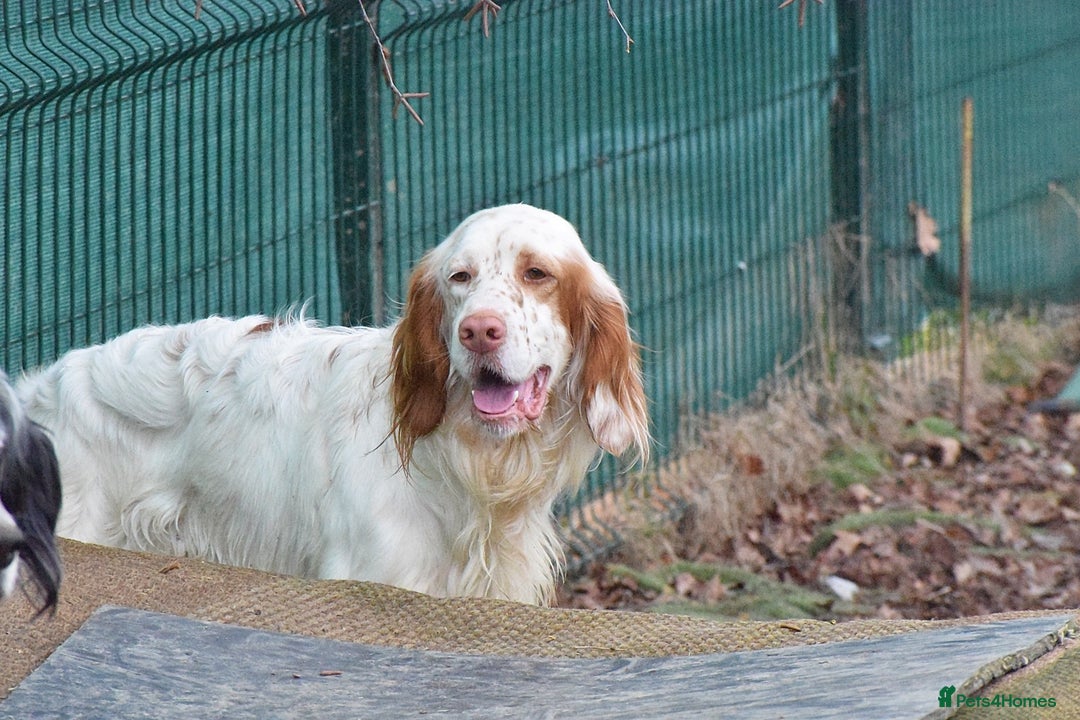 English Setter dogs for adoption: Aramis - Advert 2