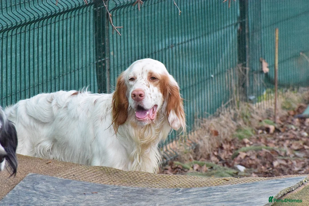 English Setter dogs for adoption: Aramis - Advert 2
