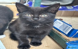 Mixed Breed cats for sale: Lovely adorable kittens - Image 11