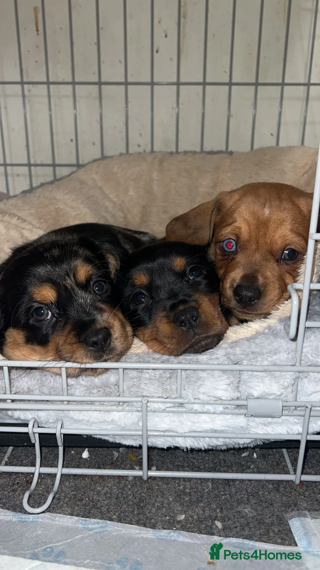 Mixed Breed dogs for sale: Daschund X Pug - Advert 4