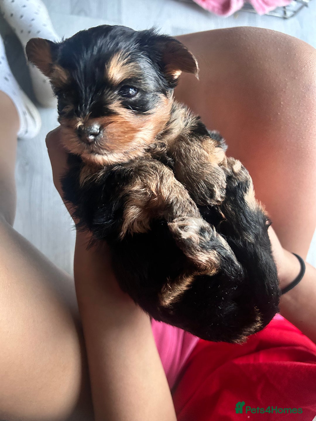 Yorkshire Terrier dogs for sale: 6 adorable puppies  - Image 11
