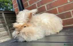 Angora rabbits for sale: Imported Angora Babies  - Image 10