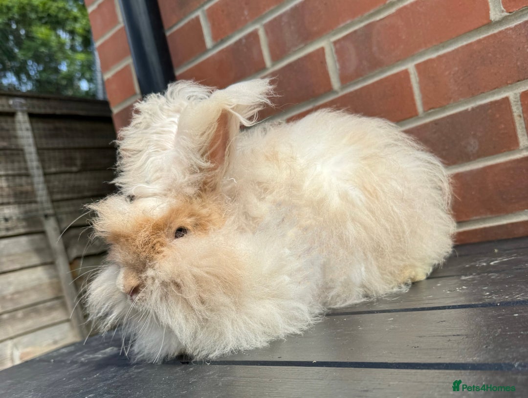 Angora rabbits for sale: Imported Angora Babies  - Image 10