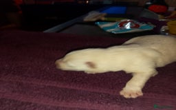Mixed Breed dogs for sale: Northern Inuit x German shepherd puppies for sale  - Image 6