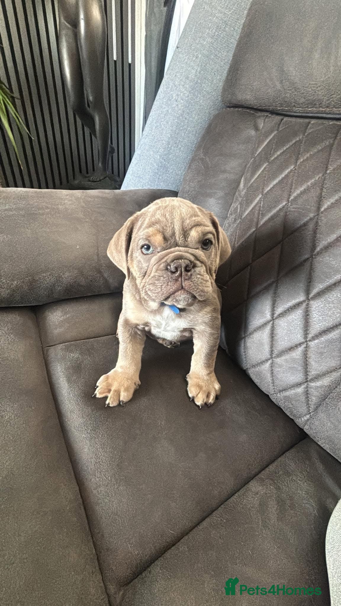 English Bulldog dogs Blue and tan kc English bulldog  - Advert 3