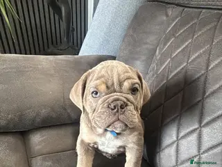 English Bulldog dogs Blue and tan kc English bulldog - Advert 3