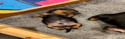 Miniature Dachshund dogs for sale: Beautiful Miniature Dachshunds - 2 boys left - Advert 21