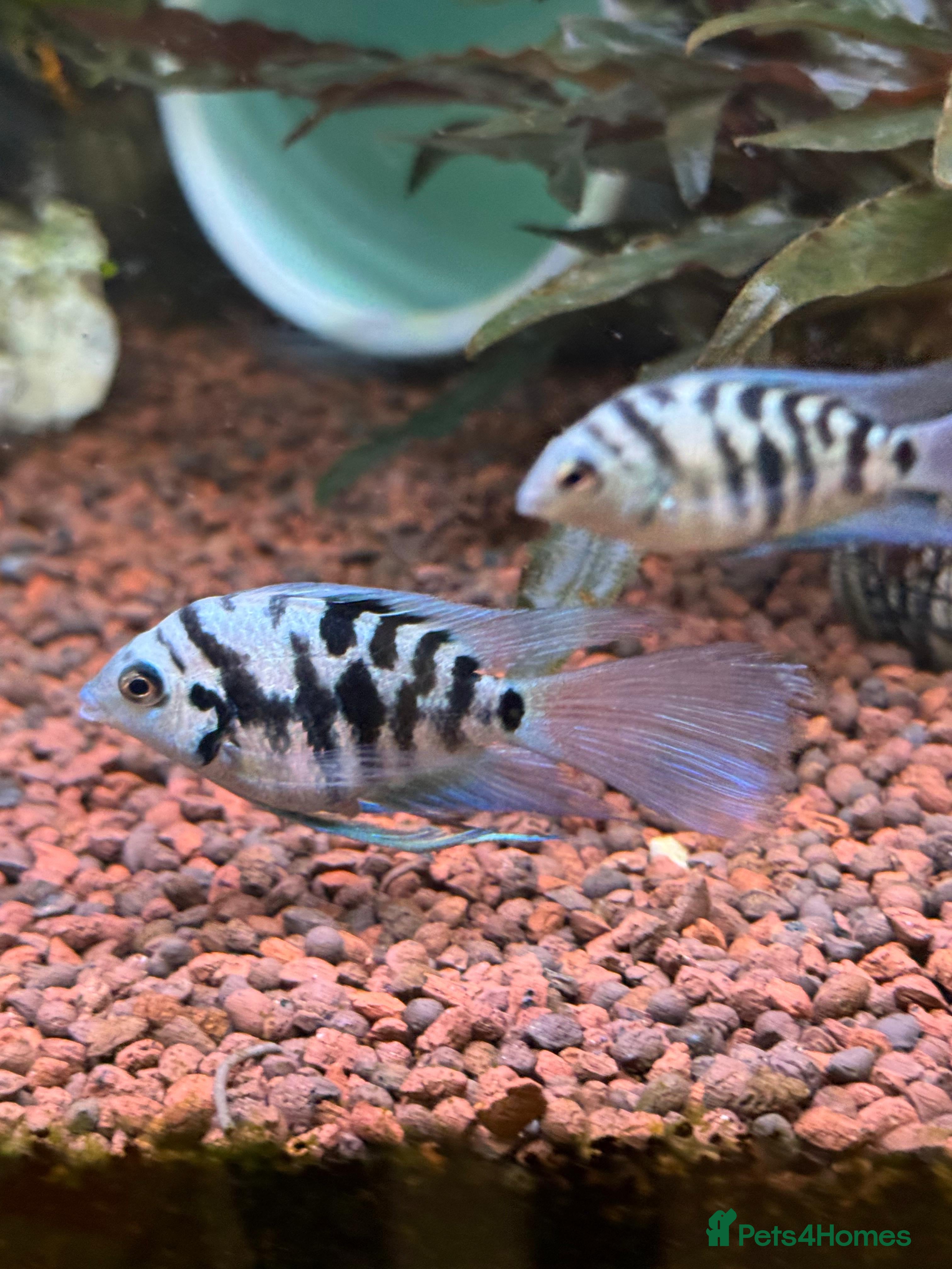 Cichlids fish Polar Blue Cichlids – Including Rare Long-Fin - Advert 7