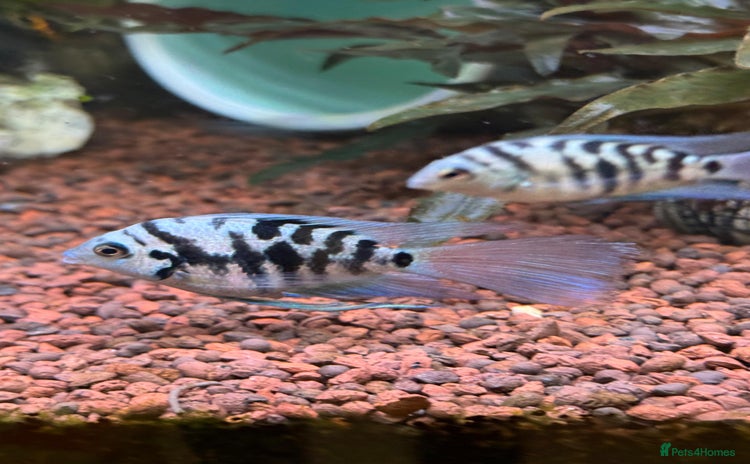 Cichlids fish Polar Blue Cichlids – Including Rare Long-Fin - Advert 2