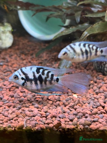 Cichlids fish Polar Blue Cichlids – Including Rare Long-Fin - Advert 1