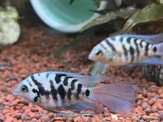 Cichlids fish Tropical Fish Blue Cichlids – Including Long-Fin - Advert 16