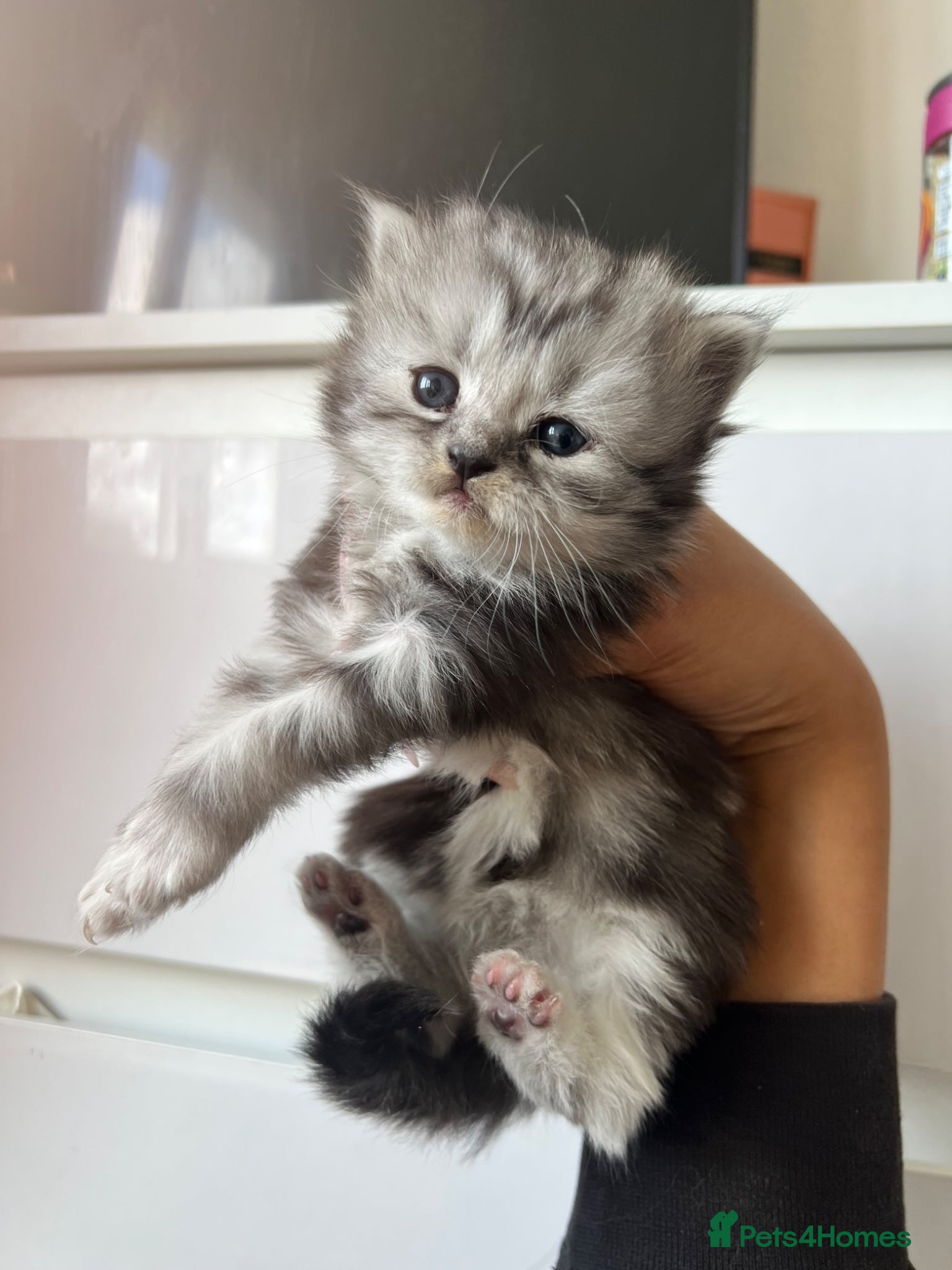 Persian cats Half Persian Kittens - Advert 6
