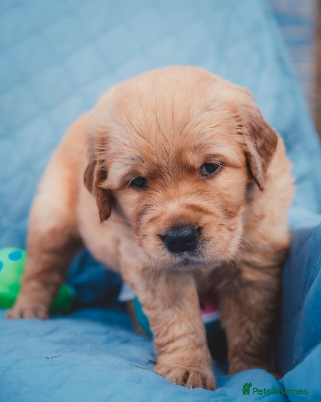 Golden Retriever dogs for sale: Golden Retriever Puppies KC Dad  - Image 7