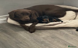 Labrador Retriever dogs for sale: Chunky Family Labrador Puppies  - Image 21