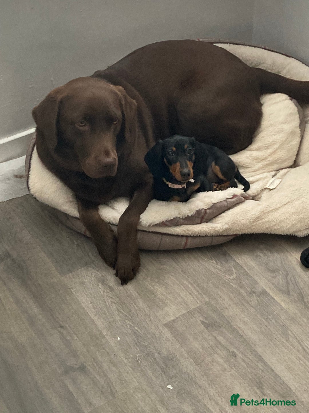 Labrador Retriever dogs for sale: Chunky Family Labrador Puppies  - Image 21