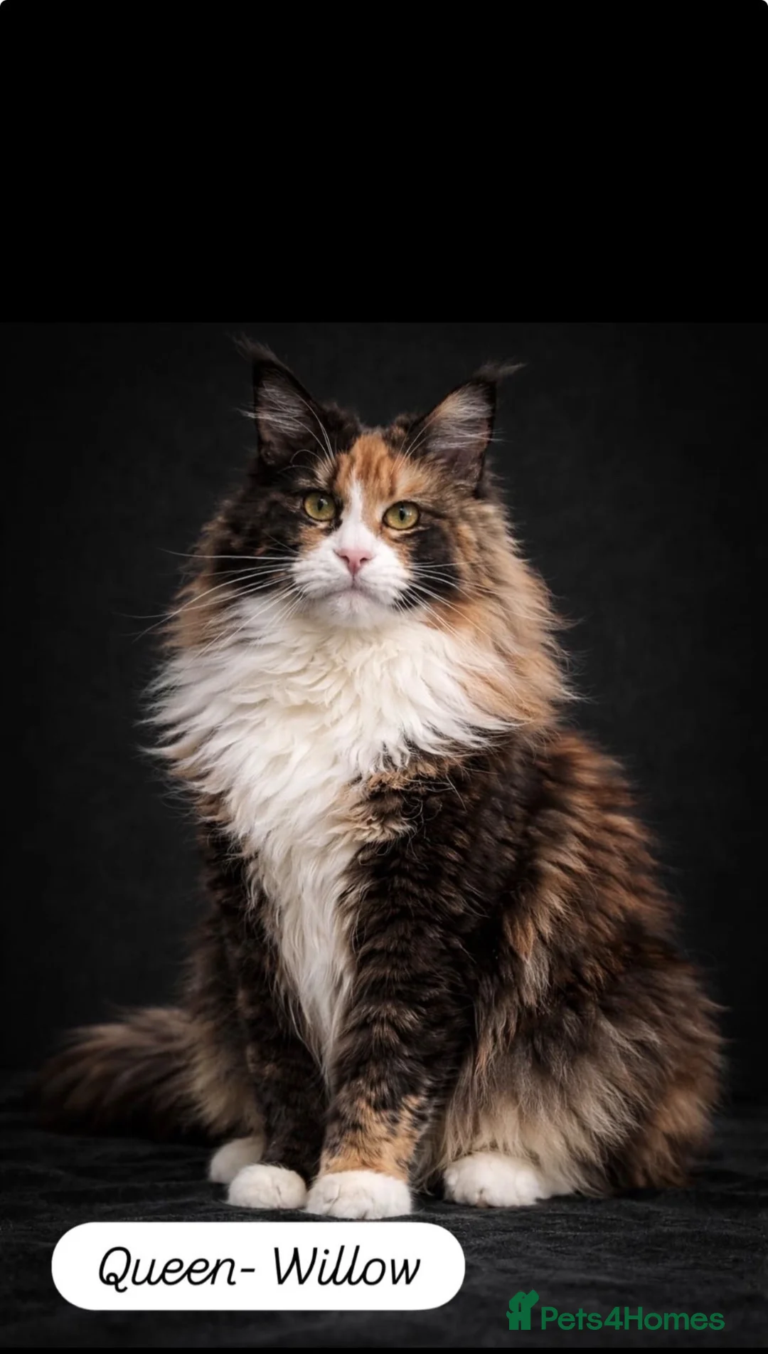 Maine Coon cats for sale: Beautiful Maine Coon Queen Active Reg  - Advert 2