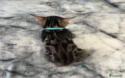 Bengal cats for sale: 🏡Stunning Tica registered Bengal Kittens  🐾 - Image 22