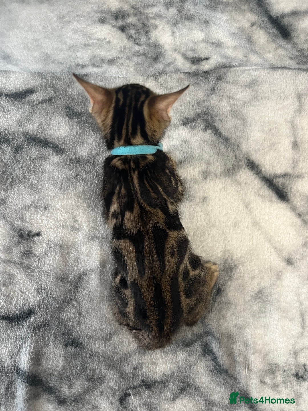 Bengal cats for sale: 🏡Stunning Tica registered Bengal Kittens  🐾 - Image 22