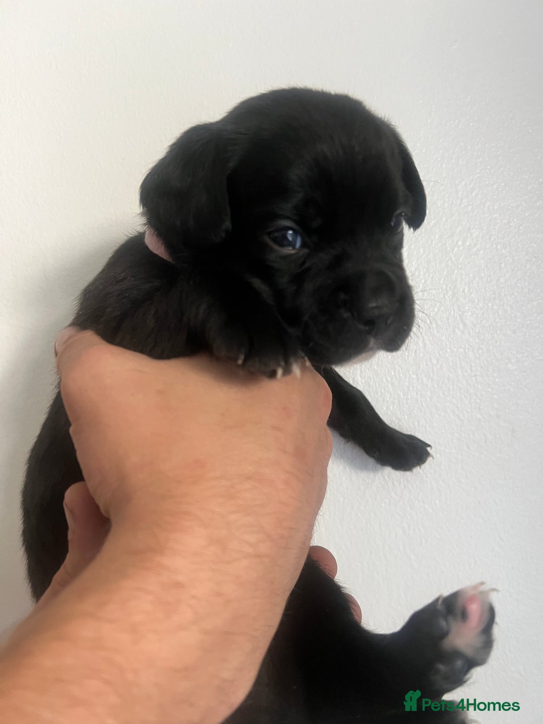 Mixed Breed dogs for sale: 🏡 Staff x American Bulldog Puppies  - Image 11