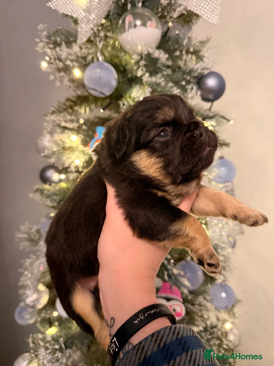 French Bulldog dogs for sale: Reduced 1 Female visual fluffy - Ready now - Advert 15