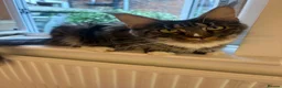 Maine Coon cats for sale: 5 Male TICA Reg Blue Black Silver Maine Coons in Gloucester - Advert 3