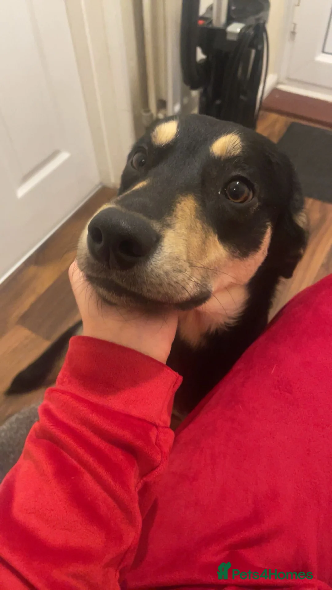 Mixed Breed dogs for sale: 9 month old Labrador X  in Shildon - Advert 3