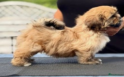 Lhasa Apso dogs for sale: Male Lhasa Apso puppy  - Image 5