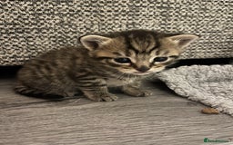 Mixed Breed cats for sale: 5 tabby/bengal kittens  - Image 5