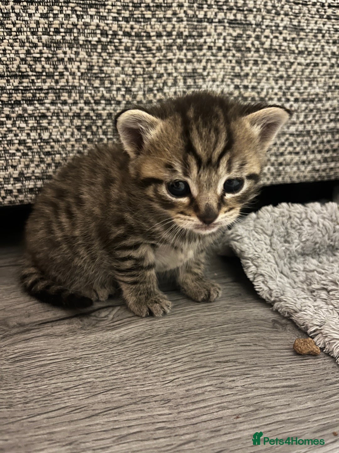 Mixed Breed cats for sale: 5 tabby/bengal kittens  - Image 5