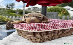Miniature Dachshund dogs for sale: *READY NOW! 2 STUNNING KC REG MINI DACHSHUND BOYS* - Image 6