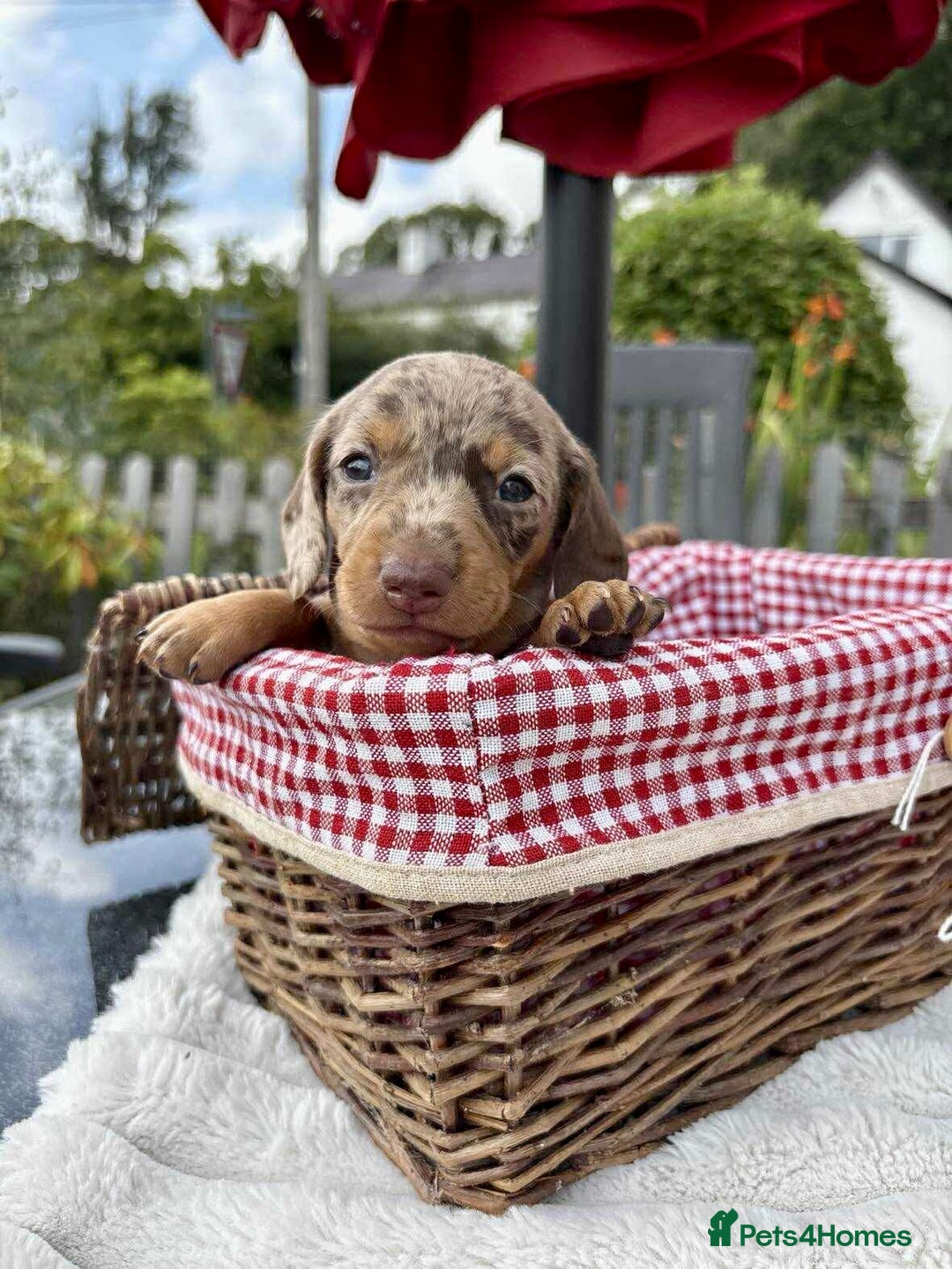 Miniature Dachshund dogs for sale: *READY NOW! 2 STUNNING KC REG MINI DACHSHUND BOYS* - Image 6