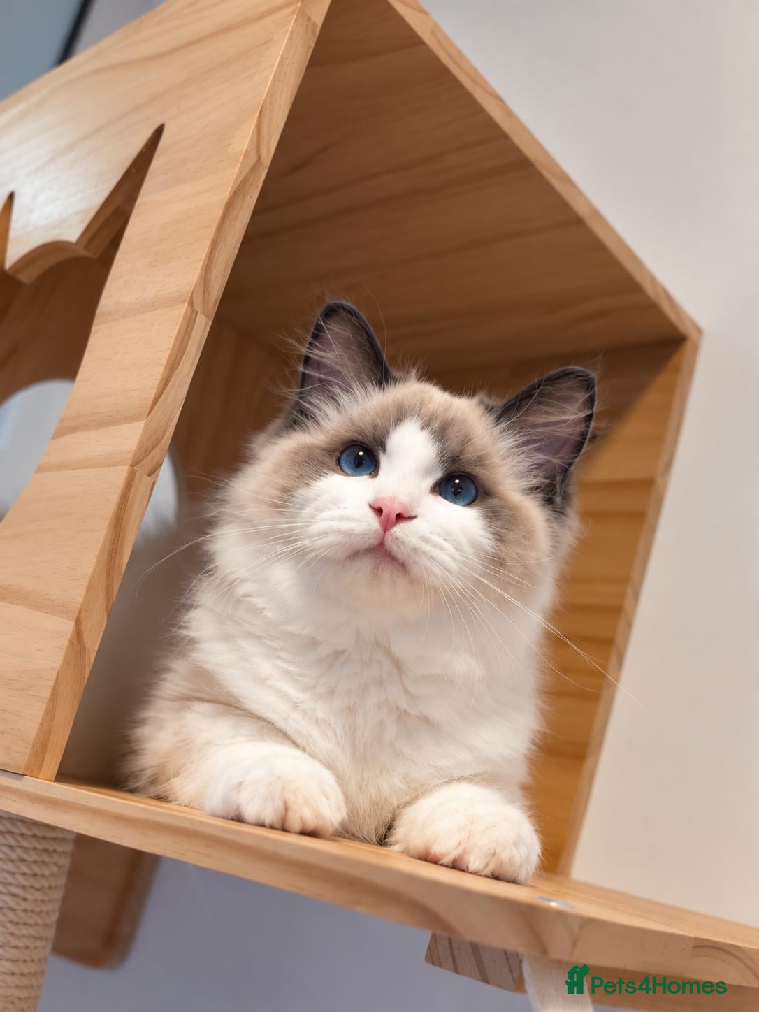 Ragdoll cats Beautiful GCCF-registered Ragdoll boys ready now. - Advert 1