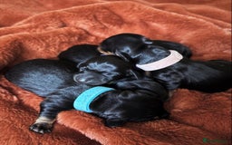 Miniature Dachshund dogs for sale: Miniature dachshund puppies 🐾 - Image 3