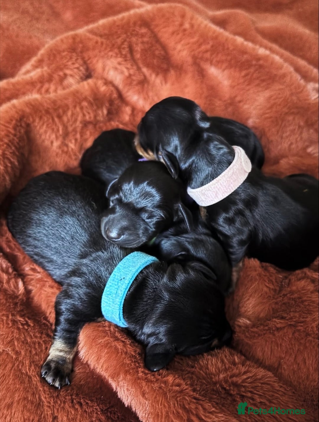 Miniature Dachshund dogs for sale: Miniature dachshund puppies 🐾 - Image 3