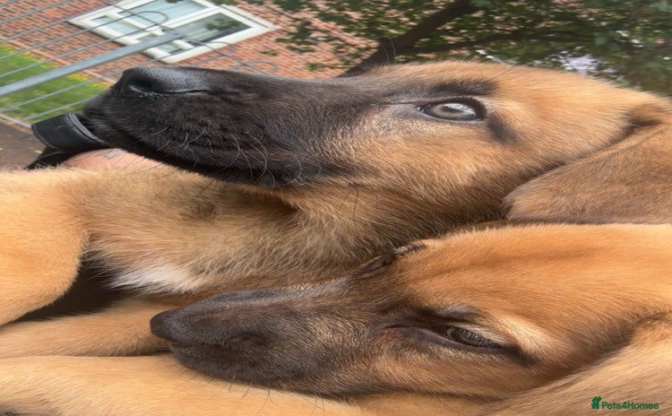 Mixed Breed dogs - Advert 12
