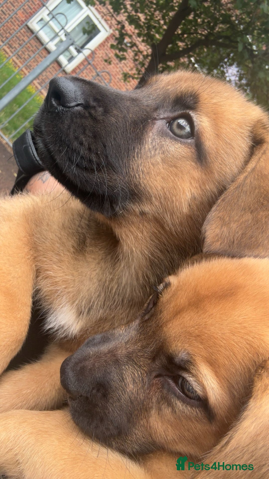Mixed Breed dogs for sale: 2x mixed breeds for sale  - Image 1
