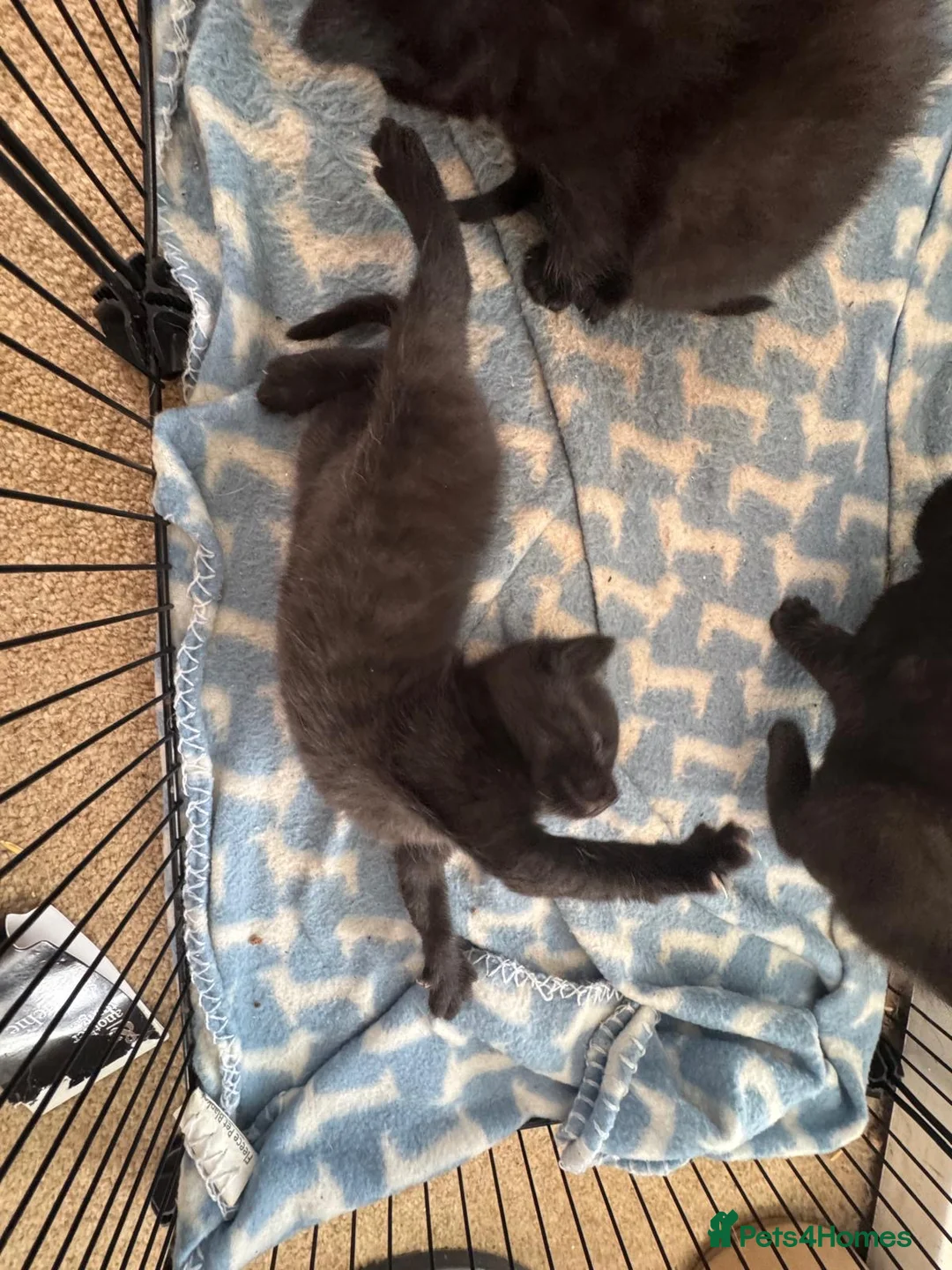 Mixed Breed cats for sale: Kittens for sale - Advert 2