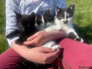 Mixed Breed cats Beautiful friendly Kittens - Advert 4