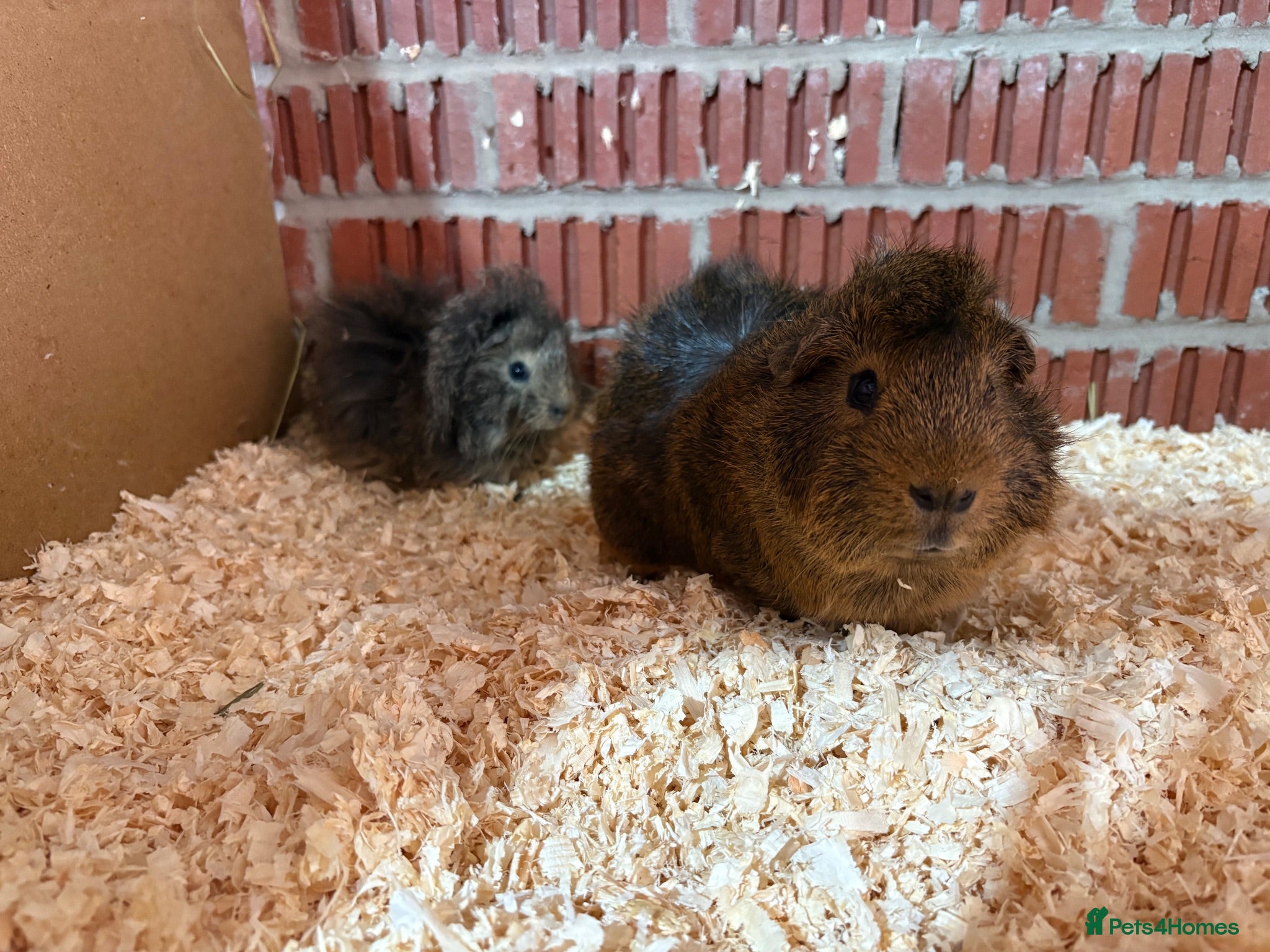 Guinea Pig rodents Single boars & pairs - Advert 13
